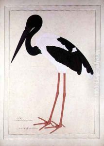 Blacknecked Stork, Xenorhynchus Asiaticus, painted for Lady Impey at Calcutta, 1781