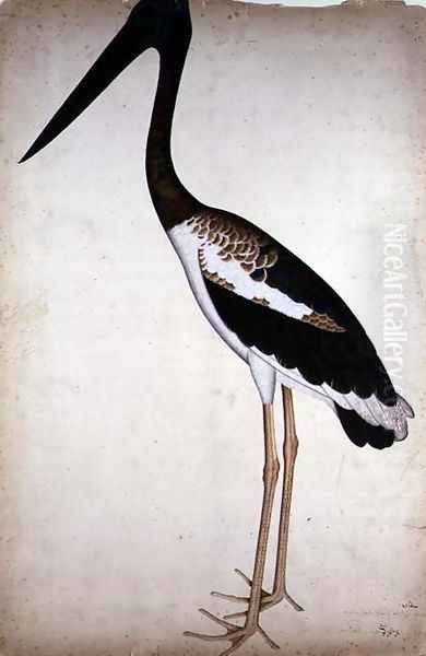 Blacknecked Stork, Xenorhynchus Asiaticus, painted for Lady Impey at Calcutta, c.1780 - view 1