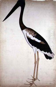 Blacknecked Stork, Xenorhynchus Asiaticus, painted for Lady Impey at Calcutta, c.1780