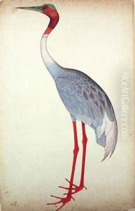 Sarus Crane, painted for Lady Impey at Calcutta, c.1780