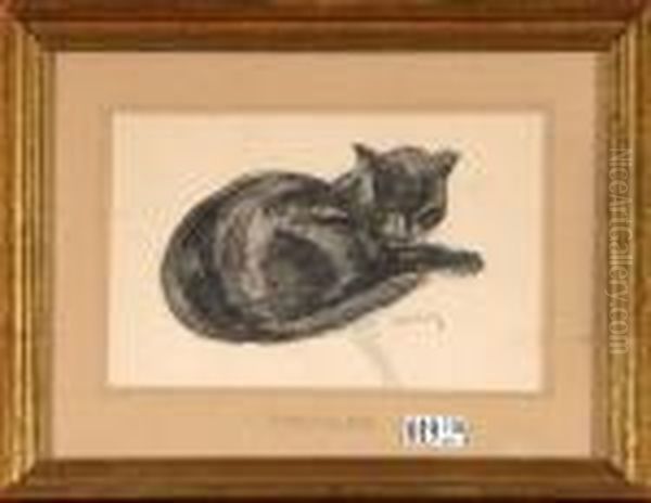 Chat Endormi - view 1