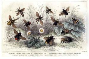 Study of different bees, engraved J. Bishop by J. Stewart