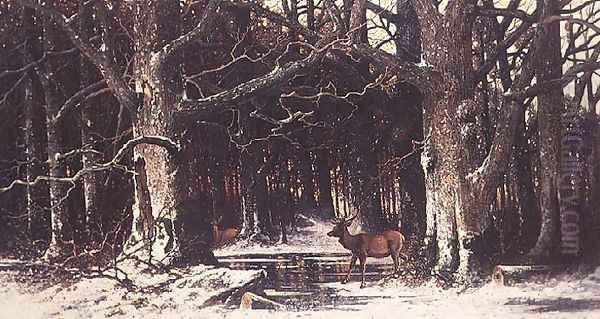 Deer in the Forest - view 1