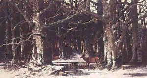 Deer in the Forest by G. Schneyder