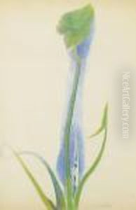 Arrowroot