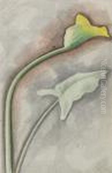 Yellow Calla - view 1