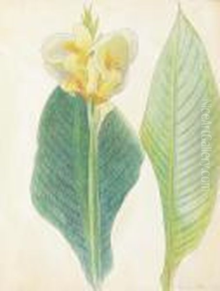 Canna With Green Leaves - view 1
