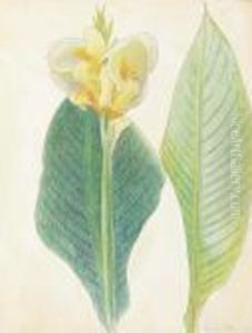 Canna With Green Leaves by Joseph Stella