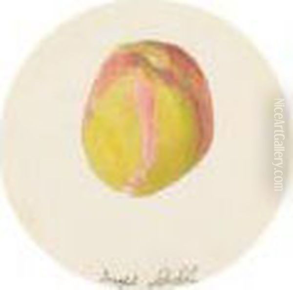 Apricot. - view 1