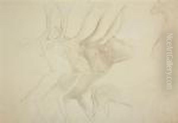 Oxen - view 1