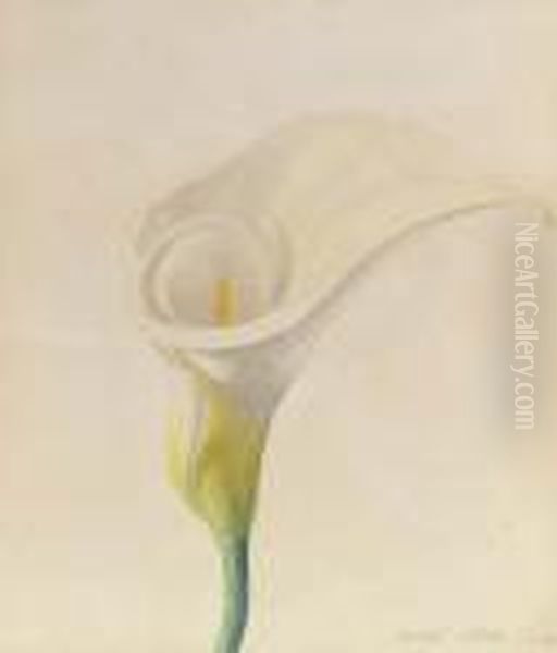 Calla Lily - view 1