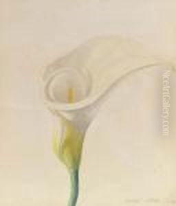 Calla Lily
