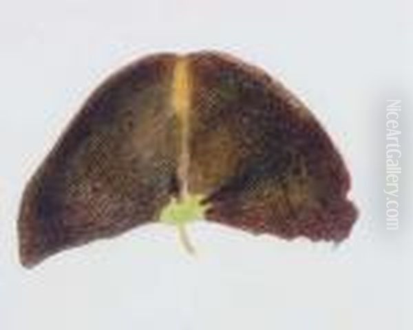 Plant Form - view 1