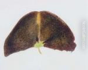 Plant Form Plant Form
