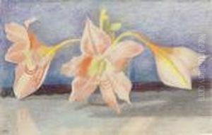 Amaryllis Amaryllis