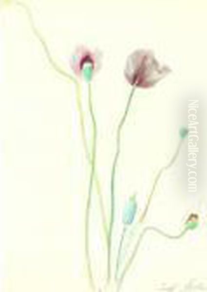 Poppies - view 1