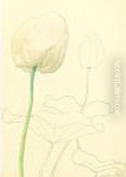 Tulips - view 1