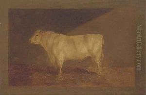 A prize bull by John Sturgess