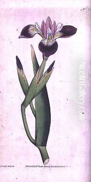 Iris vericolour, plate 21 from William Curtis The Botanical Magazine (or Flower Garden Displayed, engraved by the artist, pub. 1787 - view 1