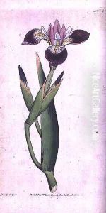 Iris vericolour, plate 21 from William Curtis The Botanical Magazine (or Flower Garden Displayed, engraved by the artist, pub. 1787