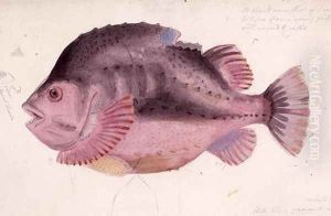 Fish by James Sowerby