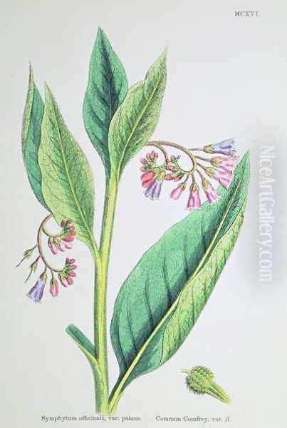 Common Comfrey, plate MCXVI, c.1800 - view 1