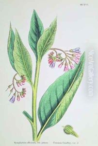 Common Comfrey, plate MCXVI, c.1800 by James Sowerby