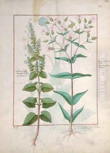 Ms Fr. Fv VI 1 fol.148r Illustration from the Book of Simple Medicines by Mattheaus Platearius d.c.1161 c.1470