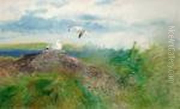 Gulls - view 1