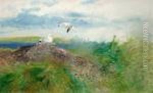 Gulls