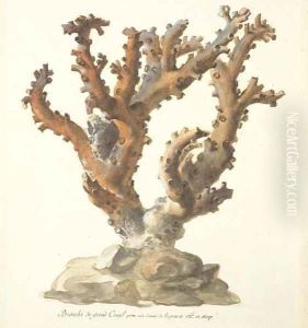 A large branch of coral by French School