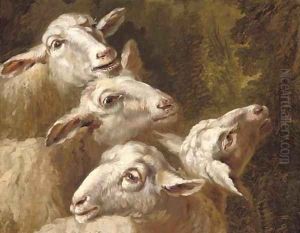 Studies of sheep by French School