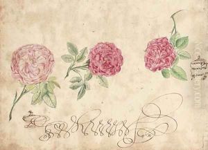Three studies of a rose by French School