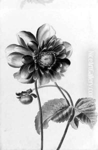 A Dahlia by French School