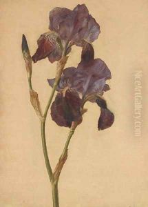 A purple iris