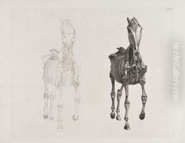 Anatomical Horse - view 1