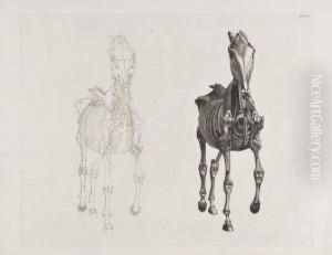 Anatomical Horse by George Stubbs