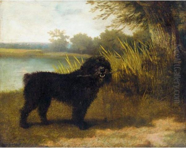 A Black Water Spaniel - view 1