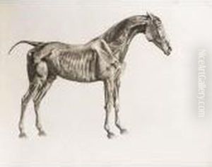 The Anatomy Of The Horse by George Stubbs