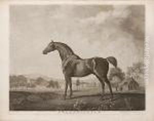 Sweetwilliam (lennox Boyd 118) by George Stubbs