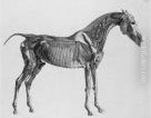 The Anatomy Of The Horse (siltzer P.269; Lennox-boyd, Dixon, Clayton 165-188) by George Stubbs