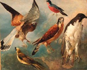 Studies of Birds by French School