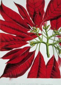 Poinsettia Pulcherrima