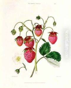 The Roseberry Strawberry, engraved by Watte, pub. by Thomas Kelly, London 1830