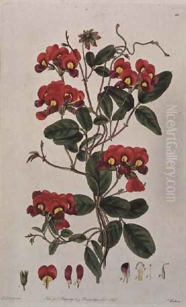 Sweet Pea Lathyrus odoratus Kennedya coccinea from Flora Australasica, published by J. Ridgeway, 1827 - view 1