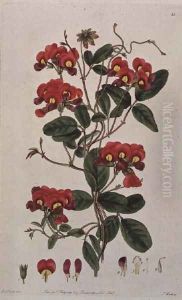 Sweet Pea Lathyrus odoratus Kennedya coccinea from Flora Australasica, published by J. Ridgeway, 1827 by Edwin Dalton Smith