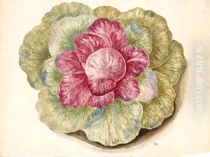 Brassica (Cabbage)