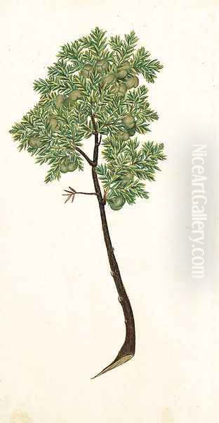 Pinus - view 1