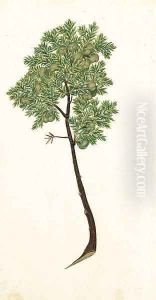 Pinus