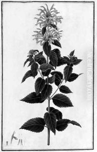 Monarda didyma (Bergamot) by Italian School